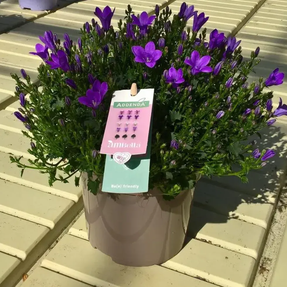 Campanule Intense Purple Ambella - Le pot de 0,5 litre