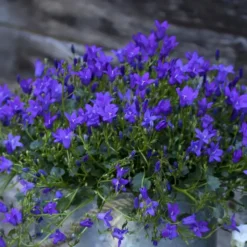 Campanule Intense Purple Ambella - Le pot de 0,5 litre