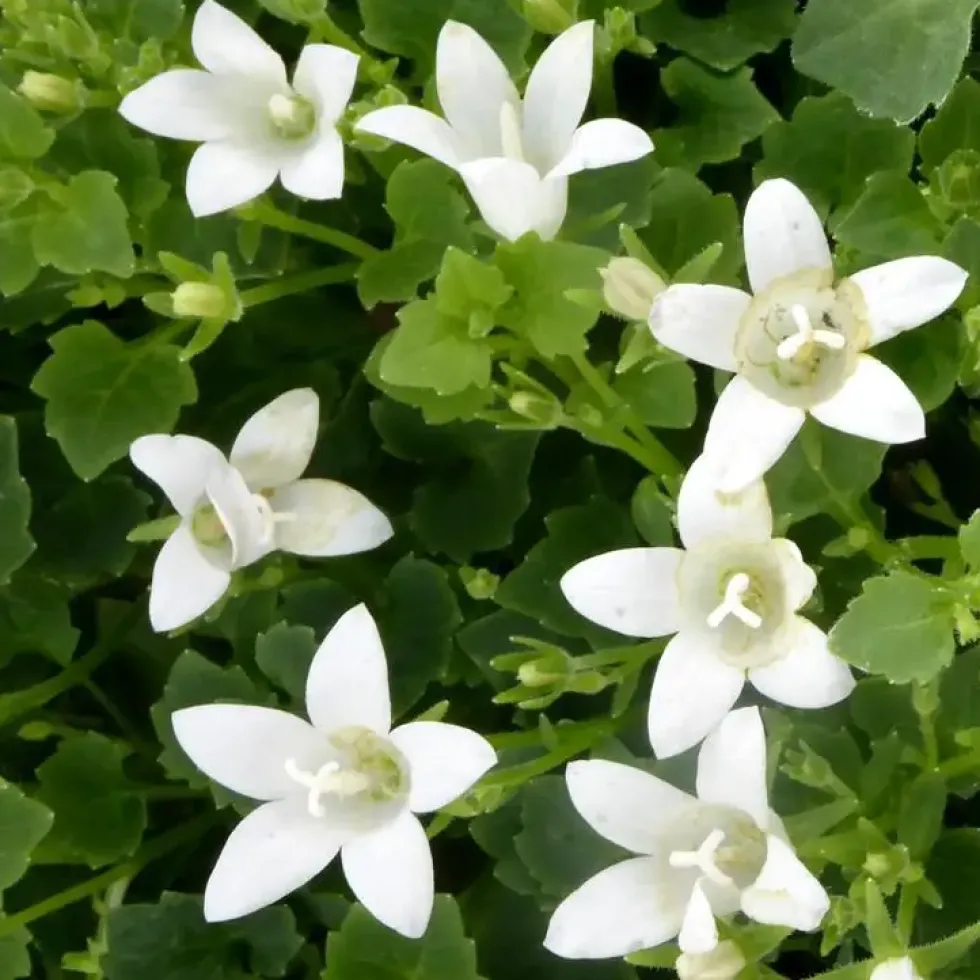 Campanules White Adansa® - Le pot de 1 litre
