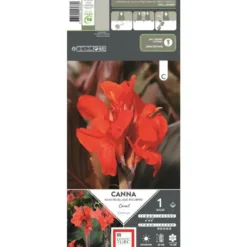 Canna nain Corail rouge orangé Ernest Turc - 1 bulbe