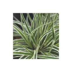 Carex Oshimensis Everest - Le pot de 2 litres