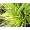 Carex Oshimensis Everillo jaune en pot de 2 L