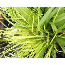 Carex Oshimensis Everillo jaune en pot de 2 L
