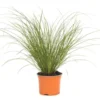 Carex Testacea Prairie Fire - Le pot de 3 litres