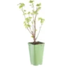 Cassis Little Black Sugar Bio. Le pot de 2 litres