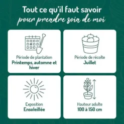 Cassissier Perles D'Auvergne ®. Le pot de 5 litres