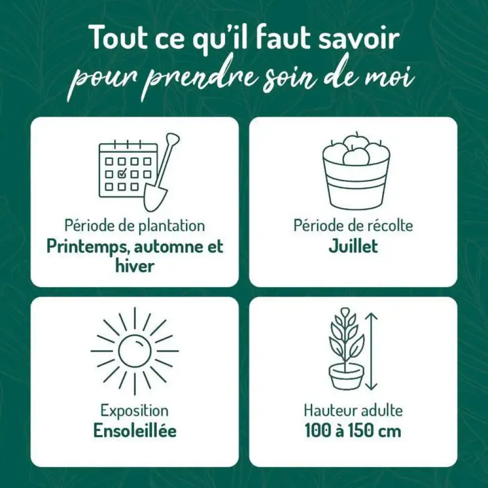 Cassissier Perles D'Auvergne ®. Le pot de 5 litres