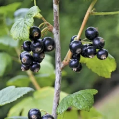 Cassissier Perles D'Auvergne ®. Le pot de 5 litres