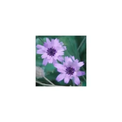 Catananche - Le pot de 2 litres