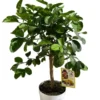 Cédratier 1/4 tige coloris orange - 5 L