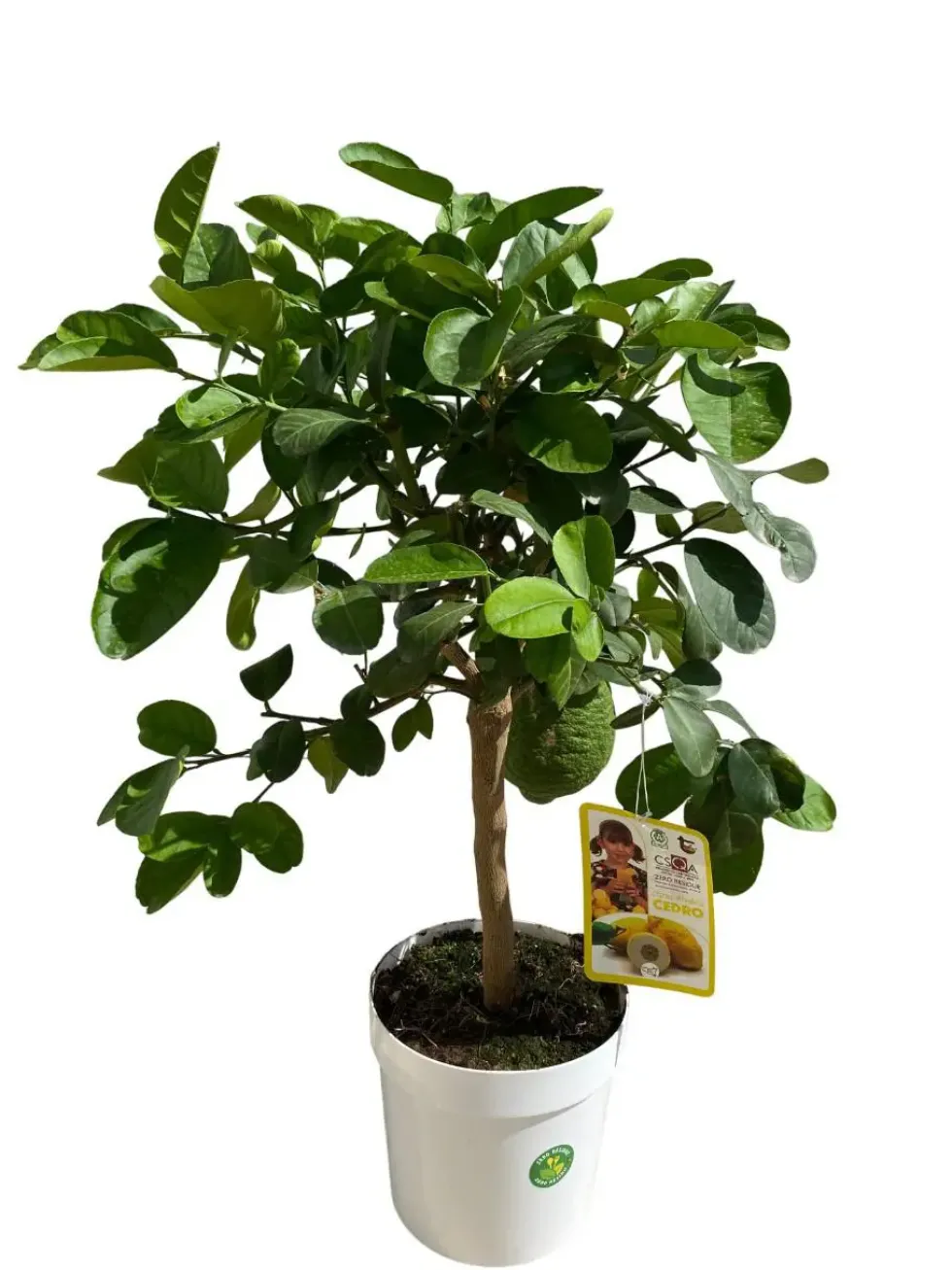 Cédratier 1/4 tige coloris orange - 5 L