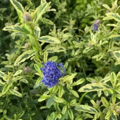 Ceanothus Thyrsiflorus El dorado bleu – C4