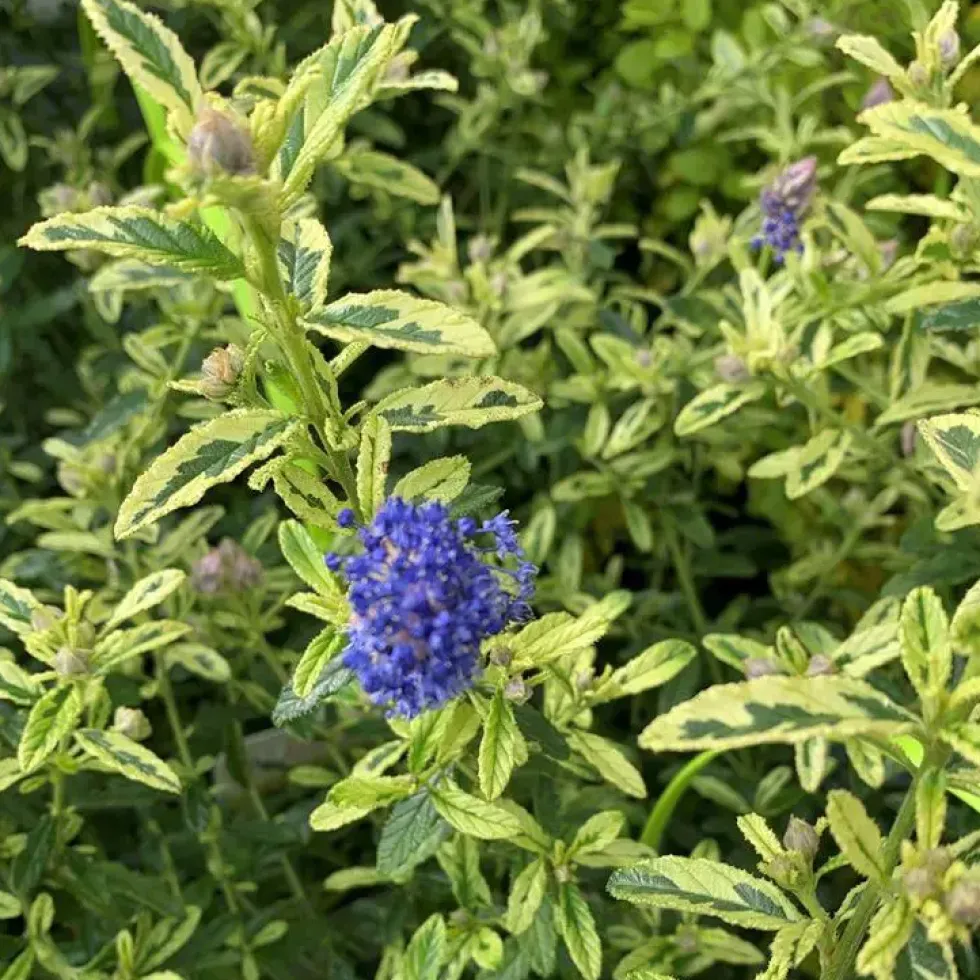 Ceanothus Thyrsiflorus El dorado bleu – C4