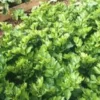 Celeri Rave Prinz Bio. La barquette de 6 plants