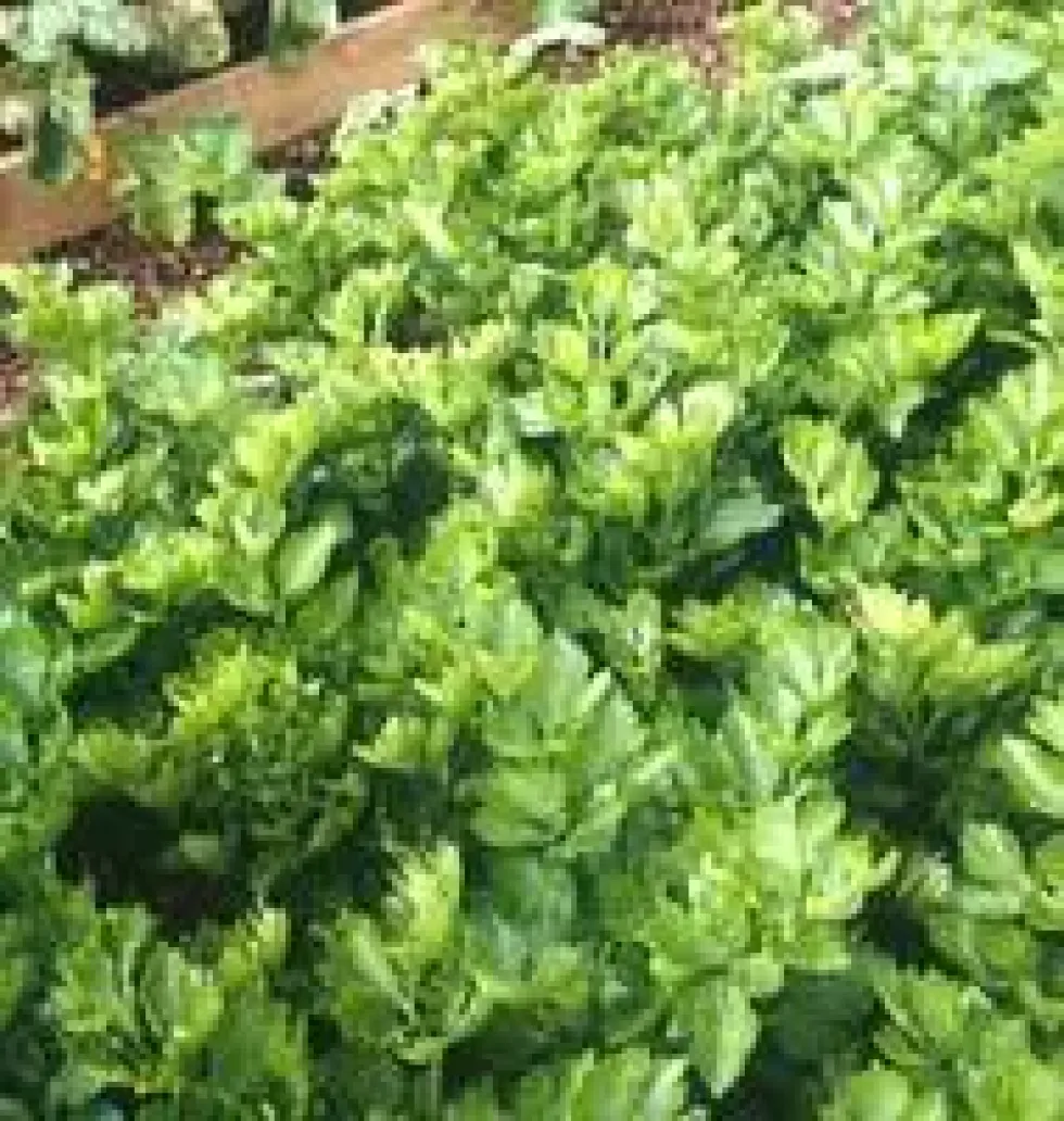 Celeri Rave Prinz Bio. La barquette de 6 plants