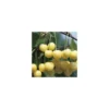 Cerisier Big. Starck Gold. En racine nue, forme gobelet