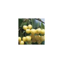 Cerisier Big. Starck Gold. En racine nue, forme gobelet