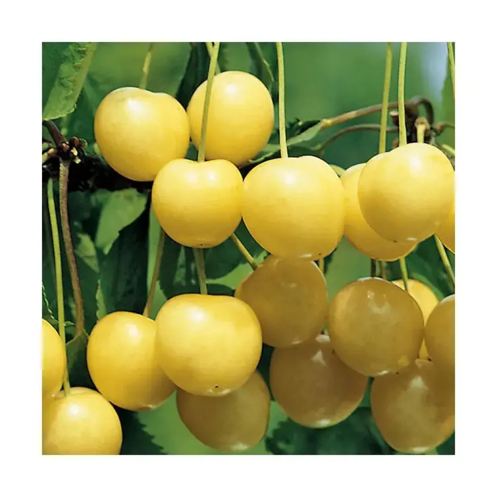 Cerisier Big. Starck Gold Lr. Le pot de 12 litres