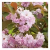 Cerisier de Chine - pot 5 L