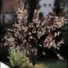 Cerisier à fleurs Prunus Cistena 60/80. Le pot de 5 litres