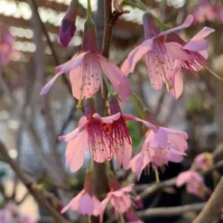 Cerisier à fleurs Prunus Serrulata Okame 80/100. Le pot de 10 litres
