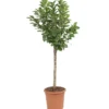 Cerisier Nain Griotella® Frumi. Le pot de 10L en forme 1/4 tige