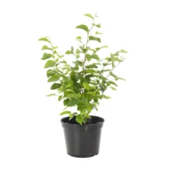 Charme houblon en pot de 3 litres