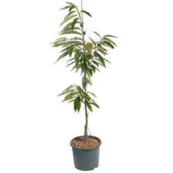 Chataignier Doree De Lyon Baliveau. Le pot de 15 litres