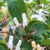 Chevrefeuille CHINENSIS. Le pot de 1,3 litres