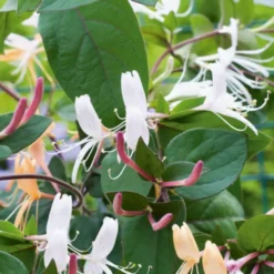 Chevrefeuille CHINENSIS. Le pot de 1,3 litres