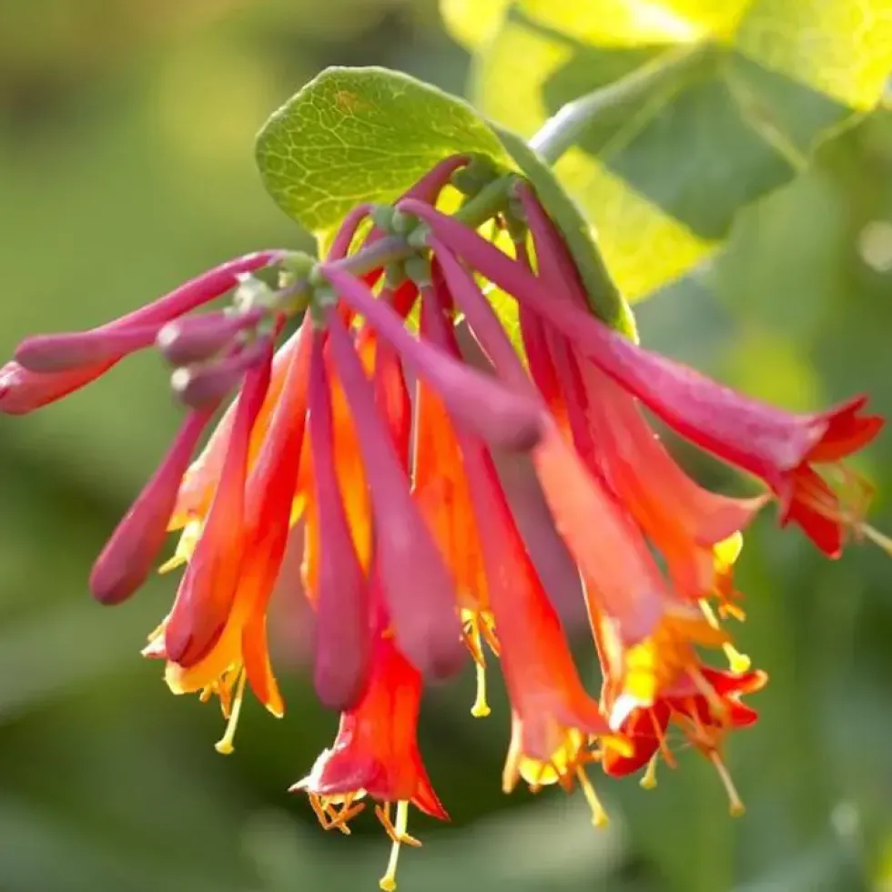 Chevrefeuille DROPMORE SCARLET. Le pot de 3 litres