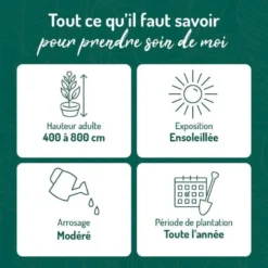 Chevrefeuille JAP. HALLIANA. Le pot de 3 litres