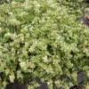 Chevrefeuille JAPONICA MINT CRISP®. Le pot de 4 litres