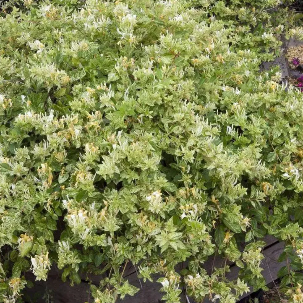 Chevrefeuille JAPONICA MINT CRISP®. Le pot de 4 litres