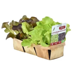 Chicoree Frisee Myrna Bio. La barquette de 12 plants
