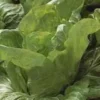 Chicoree Pain De Sucre Bio. La barquette de 12 plants