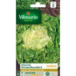 Chicorée Grosse Bouclée 2 Vilmorin - graines à semer