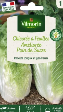 Chicorée Sauvage Pain de Sucre Vilmorin - graines à semer