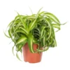 Chlorophytum bonnie