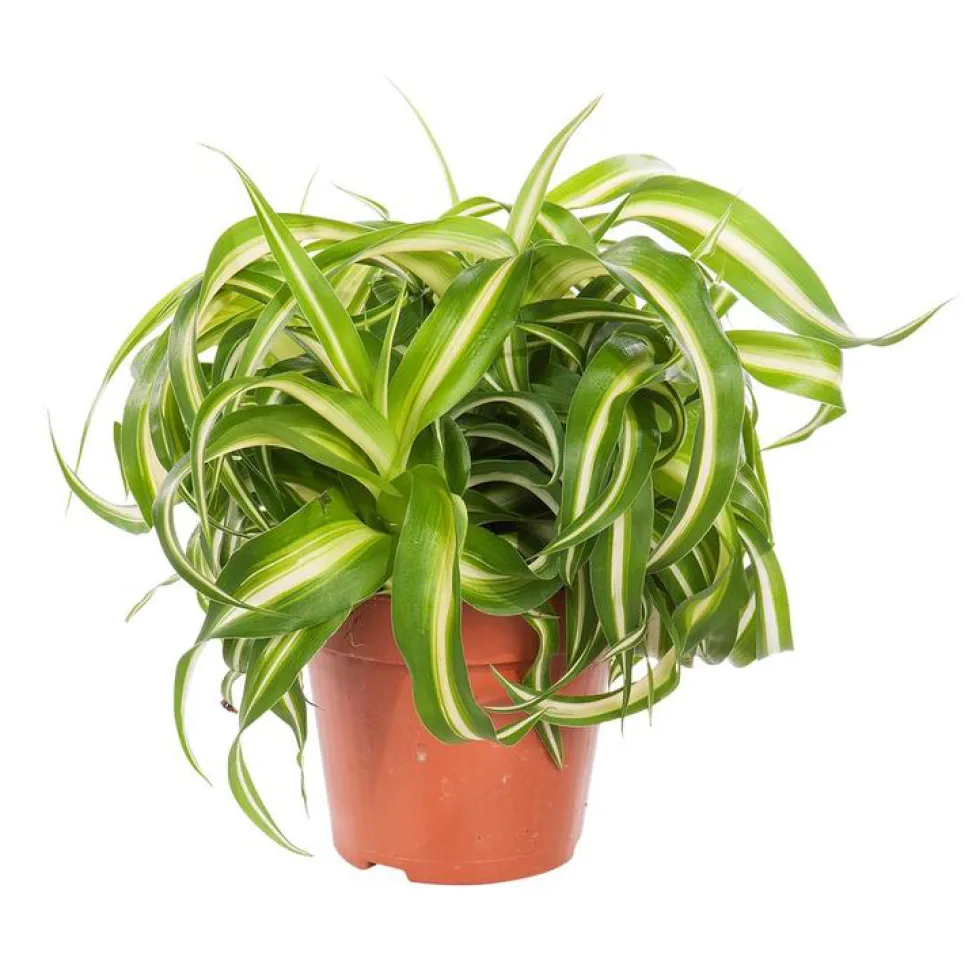 Chlorophytum bonnie