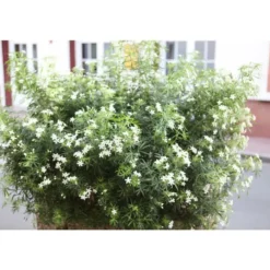 Choisya White Dazzler « Londaz »