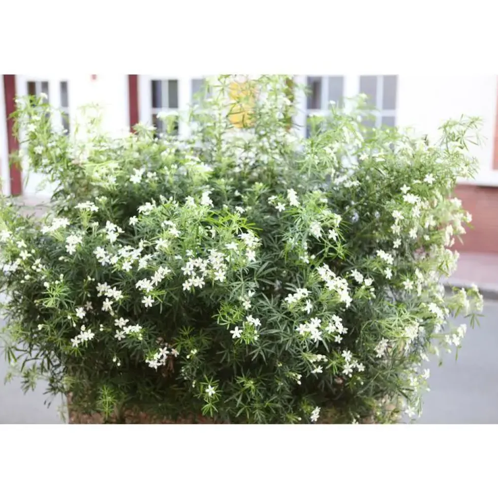 Choisya White Dazzler « Londaz »