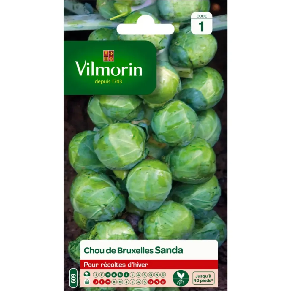 Chou de Bruxelles Sanda Vilmorin - graines à semer