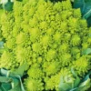 Chou Romanesco Bio. La barquette de 6 plants