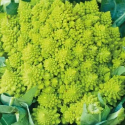 Chou Romanesco Bio. La barquette de 6 plants