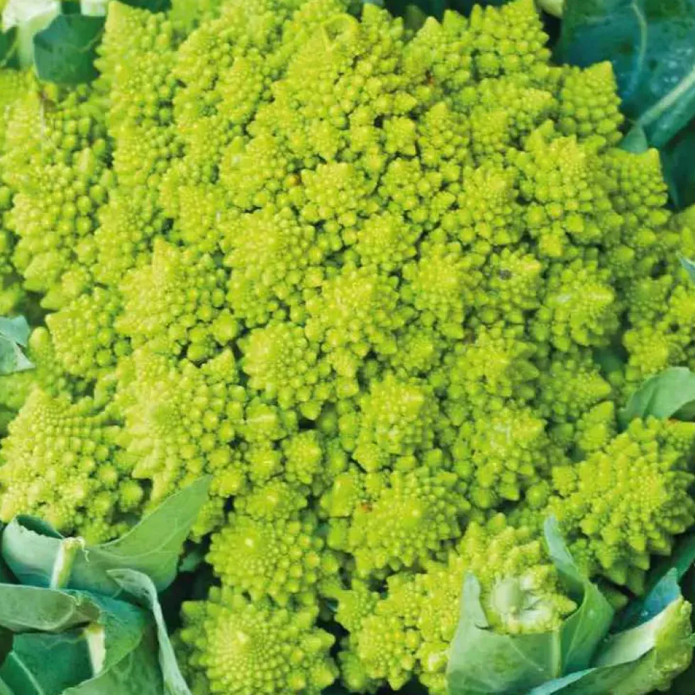 Chou Romanesco Bio. La barquette de 6 plants
