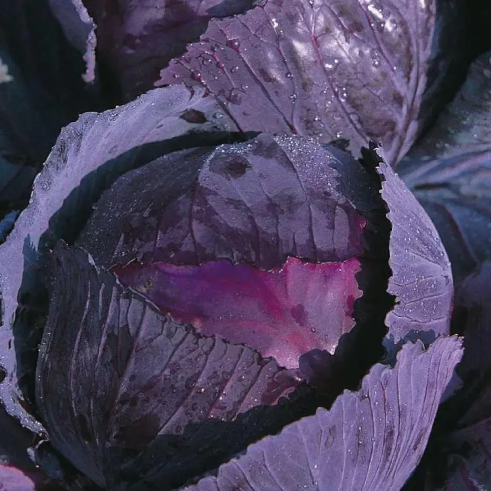 Chou Rouge Rodynda Bio. La barquette de 3 plants