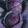 Chou Rouge Romanov Bio. La barquette de 3 plants