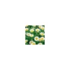 Chrysanthemum Paludosum - Le pot de 10.5 cm