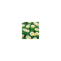 Chrysanthemum Paludosum - Le pot de 10.5 cm